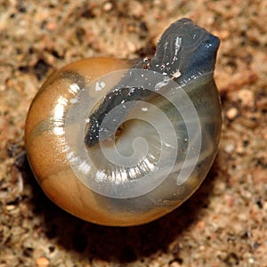 Slug mites (Riccardoella limacum) on garlic snail (Oxychilus alliarius)