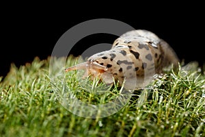 Slug on moss