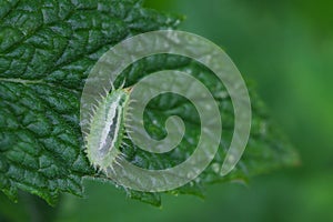 Slug Moth Caterpillar on green leaf