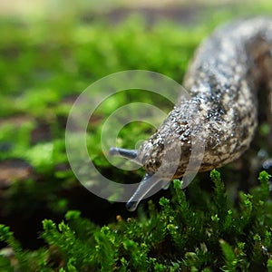 A Slug Moving Along a Patch of Moss