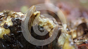 Slug on a mushroom