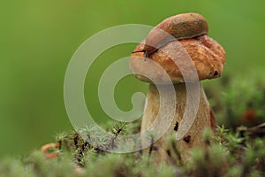 Slug on a mushroom hat.