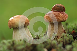 Slug on a mushroom hat.