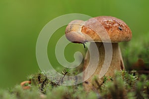 Slug on a mushroom hat.