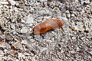 Slug in natural conditions. Ecology