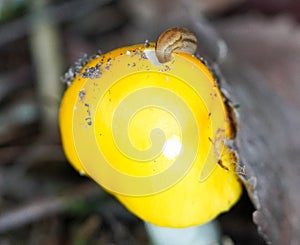 Slug nibbling on a vibrant orange mushroom in a forest