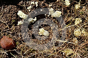 Slug with numerous eggs