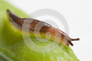 Slug on the pea pod