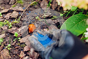 Slug poisoned bait for pest control. Gardener throwing blue granules on ground to kill brown Spanish slugs. Snail trap