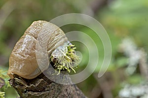 Slug with Slime Oozing Down Moss.