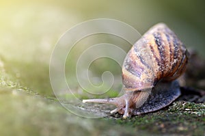 Slug or snail crawling slowly in the garden