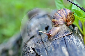 Slug or snail crawling slowly in the garden