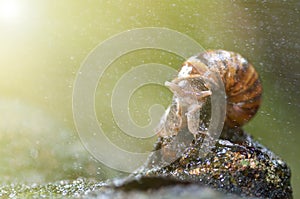 Slug or snail crawling slowly in the garden