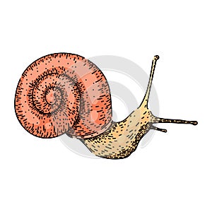 slug snail sketch hand drawn vector