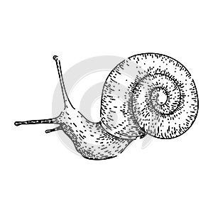 slug snail sketch hand drawn vector