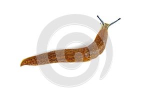 Slug snail on white background