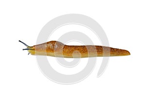 Slug snail on white background