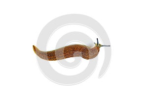 Slug snail on white background