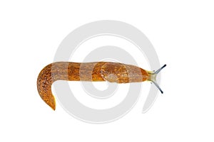 Slug snail on white background