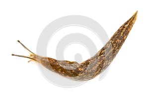 Slug snail on white background