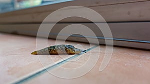 A slug on a tiled floor, pausing to mind the gap between tiles