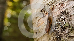 Slug on a tree in East Canada.