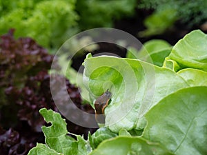 Slug in the vegetable garden eating a lettuce leaf