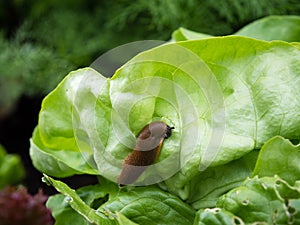 Slug in the vegetable garden eating salad