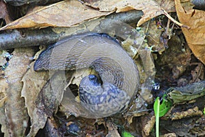 Slug in the vegetation in the forest