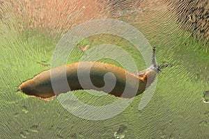 Slug on wet glass