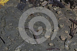 Slug on wet rock