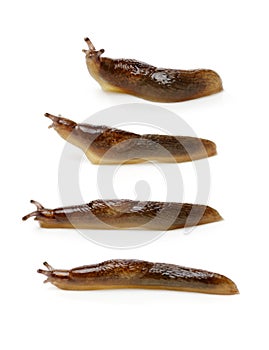 Slug on white background