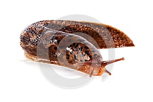 Slug on a white background