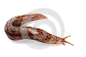 Slug on a white background