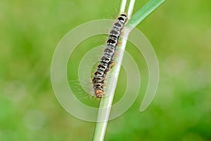Slug worm on grass