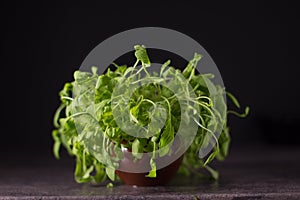 Arugula leaves, rucola in dark stone dish on dark background