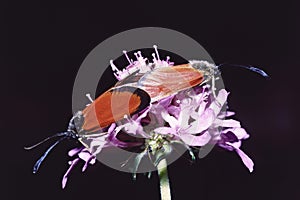 sluggish burnet moths in mating on a flower