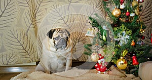 Sluggish, lazy, dull dog at new year holidays. thick, fat pet is sad. beige, fawn pug sit near christmas tree