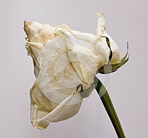 Sluggish white rose