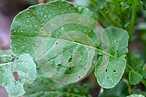 The slugs ate the leaves of the plants in the garden