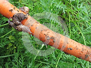 Slugs on carrots close up