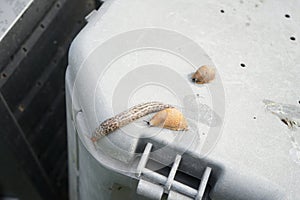 Slugs crawl on a plastic composter in the garden in June. Berlin, Germany