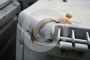 Slugs crawl on a plastic composter in the garden in June. Berlin, Germany