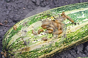 Slugs crawling and eating zucchini, crop pest