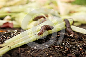 Slugs crawling over vegetation in the garden