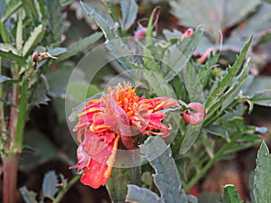 Slugs eat marigold leaves and flower