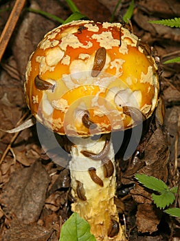 Slugs eating a Poisonous Amanita Mushroom