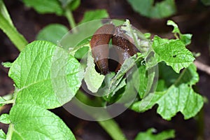 Slugs eating potato leaves. Pest in a garden