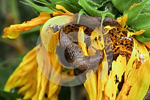 Slugs feeding on a sunflower in the garden