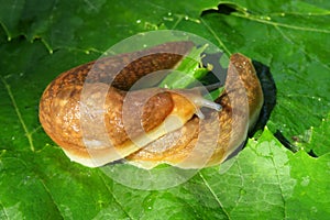 Slugs on green leaves, closeup